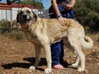 /album/fotogaleria/sultan-jpg1/