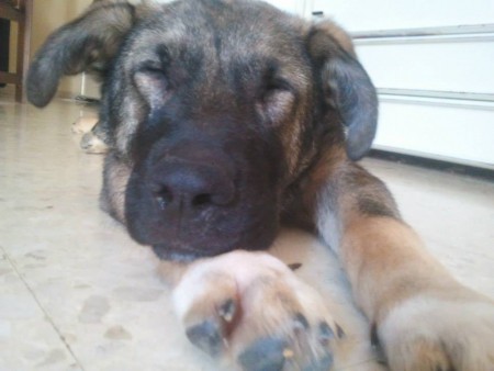 NANO, CACHORRO CIEGO