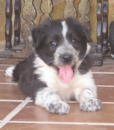 CACHORRO BORDER COLLIE - MASTIN